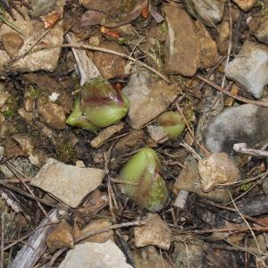 Photographie n°2294134 du taxon Peucedanum cervaria (L.) Lapeyr. [1813]