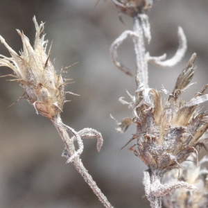 Photographie n°2294143 du taxon Centaurea diffusa Lam. [1785]