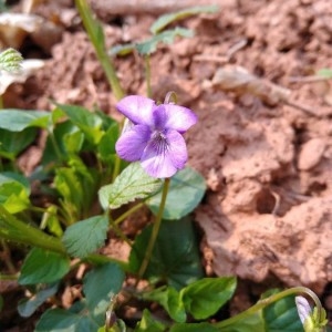 Photographie n°2294146 du taxon Viola riviniana Rchb. [1823]