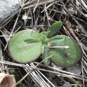 Photographie n°2294154 du taxon Centaurea diffusa Lam.