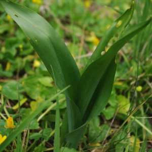 Photographie n°2294290 du taxon Colchicum autumnale L. [1753]