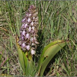 Photographie n°2294326 du taxon Himantoglossum robertianum (Loisel.) P.Delforge [1999]