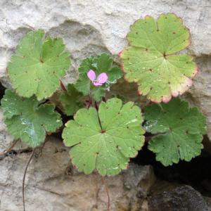 Photographie n°2294359 du taxon Geranium rotundifolium L.