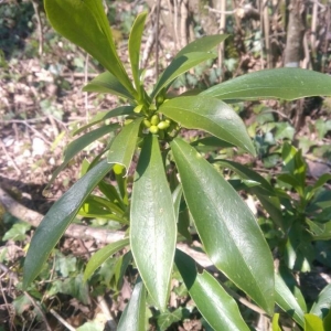 Photographie n°2294397 du taxon Daphne laureola L. [1753]