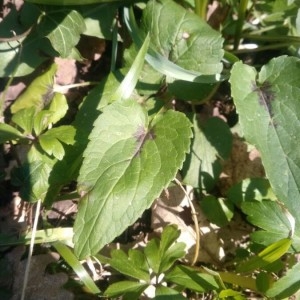 Photographie n°2294424 du taxon Phyteuma spicatum L. [1753]