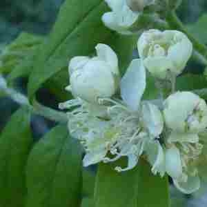 Photographie n°2294468 du taxon Sorbus aucuparia L. [1753]