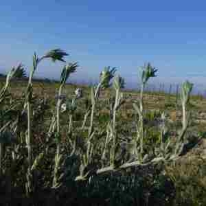 Photographie n°2294488 du taxon Gnaphalium L.