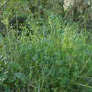 Photographie n°2294506 du taxon Galium mollugo L. [1753]