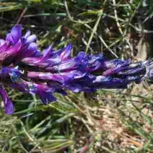 Photographie n°2294516 du taxon Vicia cracca L. [1753]