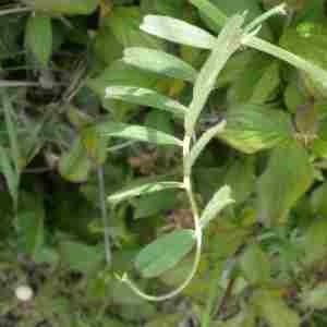 Photographie n°2294553 du taxon Vicia sativa L. [1753]