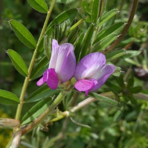 Photographie n°2294554 du taxon Vicia sativa L. [1753]