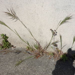 Photographie n°2294607 du taxon Poaceae 
