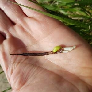 Photographie n°2294615 du taxon Colchicum autumnale L. [1753]