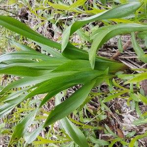 Photographie n°2294616 du taxon Colchicum autumnale L. [1753]