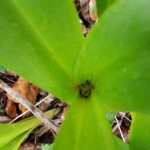Photographie n°2294617 du taxon Colchicum autumnale L. [1753]