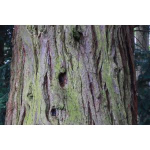 sequoia cdj 3.jpg