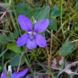 Photographie n°2294663 du taxon Viola riviniana Rchb. [1823]