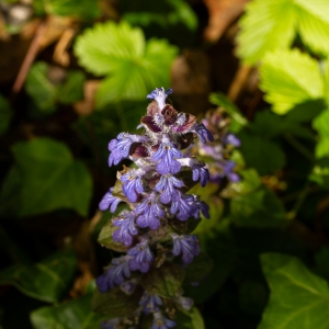 Photographie n°2294682 du taxon Ajuga reptans L. [1753]