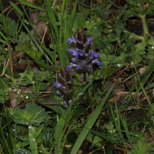 Photographie n°2294763 du taxon Ajuga reptans L. [1753]