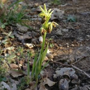 Photographie n°2294794 du taxon Ophrys provincialis (Baumann & Künkele) Paulus [1988]