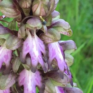 Photographie n°2294849 du taxon Himantoglossum robertianum (Loisel.) P.Delforge