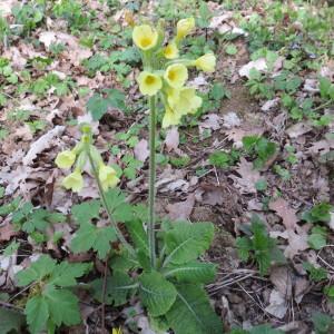 Photographie n°2294871 du taxon Primula elatior subsp. elatior