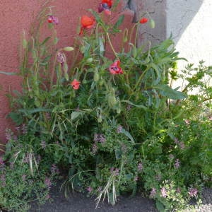 Photographie n°2294912 du taxon Papaver rhoeas L.