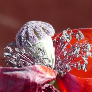 Photographie n°2294913 du taxon Papaver rhoeas L.