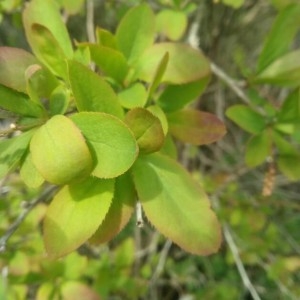 Photographie n°2294916 du taxon Berberis vulgaris L. [1753]