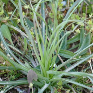 Photographie n°2294924 du taxon Tragopogon pratensis L. [1753]