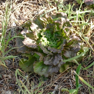 Photographie n°2294930 du taxon Lactuca sativa L. [1753]