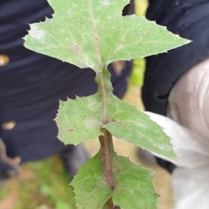 Photographie n°2294942 du taxon Sonchus oleraceus L. [1753]