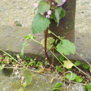 Photographie n°2294954 du taxon Lamium purpureum L. [1753]