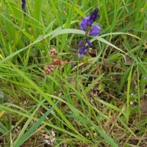 Photographie n°2294963 du taxon Polygala vulgaris L. [1753]