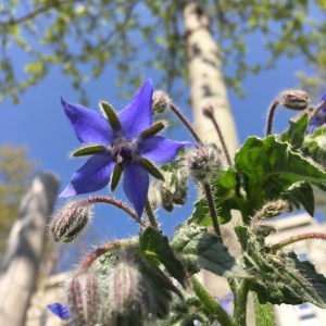 Borago hortensis L. (Bourrache)