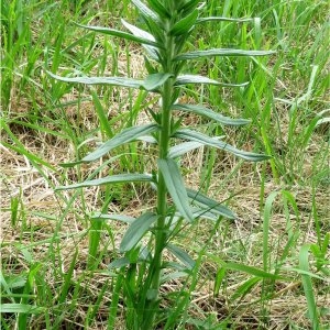 Photographie n°2295019 du taxon Lithospermum officinale L. [1753]