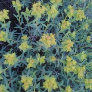 Photographie n°2295020 du taxon Euphorbia spinosa L. [1753]
