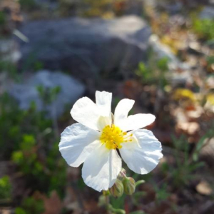 Photographie n°2295074 du taxon Helianthemum apenninum (L.) Mill. [1768]