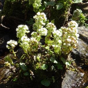 Photographie n°2295147 du taxon Petasites albus (L.) Gaertn. [1791]