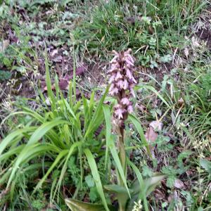 Photographie n°2295150 du taxon Himantoglossum robertianum (Loisel.) P.Delforge [1999]