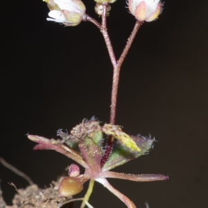 Photographie n°2295169 du taxon Draba verna L.