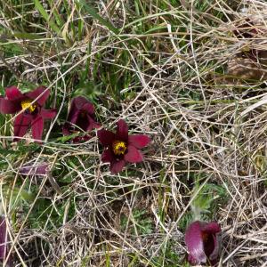 Photographie n°2295248 du taxon Anemone rubra Lam.