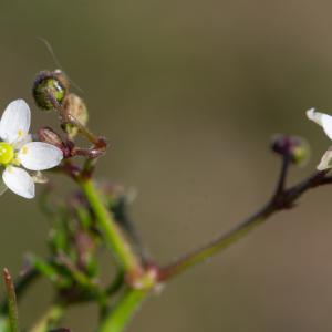 Photographie n°2295251 du taxon Spergula arvensis L.