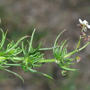 Photographie n°2295262 du taxon Spergula arvensis L.