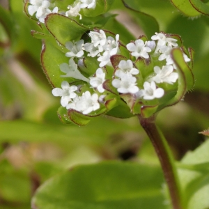 Photographie n°2295285 du taxon Valerianella locusta (L.) Laterr. [1821]