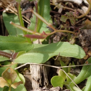 Photographie n°2295287 du taxon Valerianella locusta (L.) Laterr. [1821]