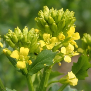 Photographie n°2295289 du taxon Barbarea vulgaris R.Br. [1812]