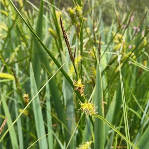 Photographie n°2295330 du taxon Carex vesicaria L. [1753]