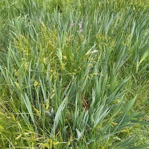 Photographie n°2295332 du taxon Carex vesicaria L. [1753]