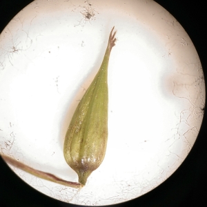 Photographie n°2295336 du taxon Carex vesicaria L. [1753]